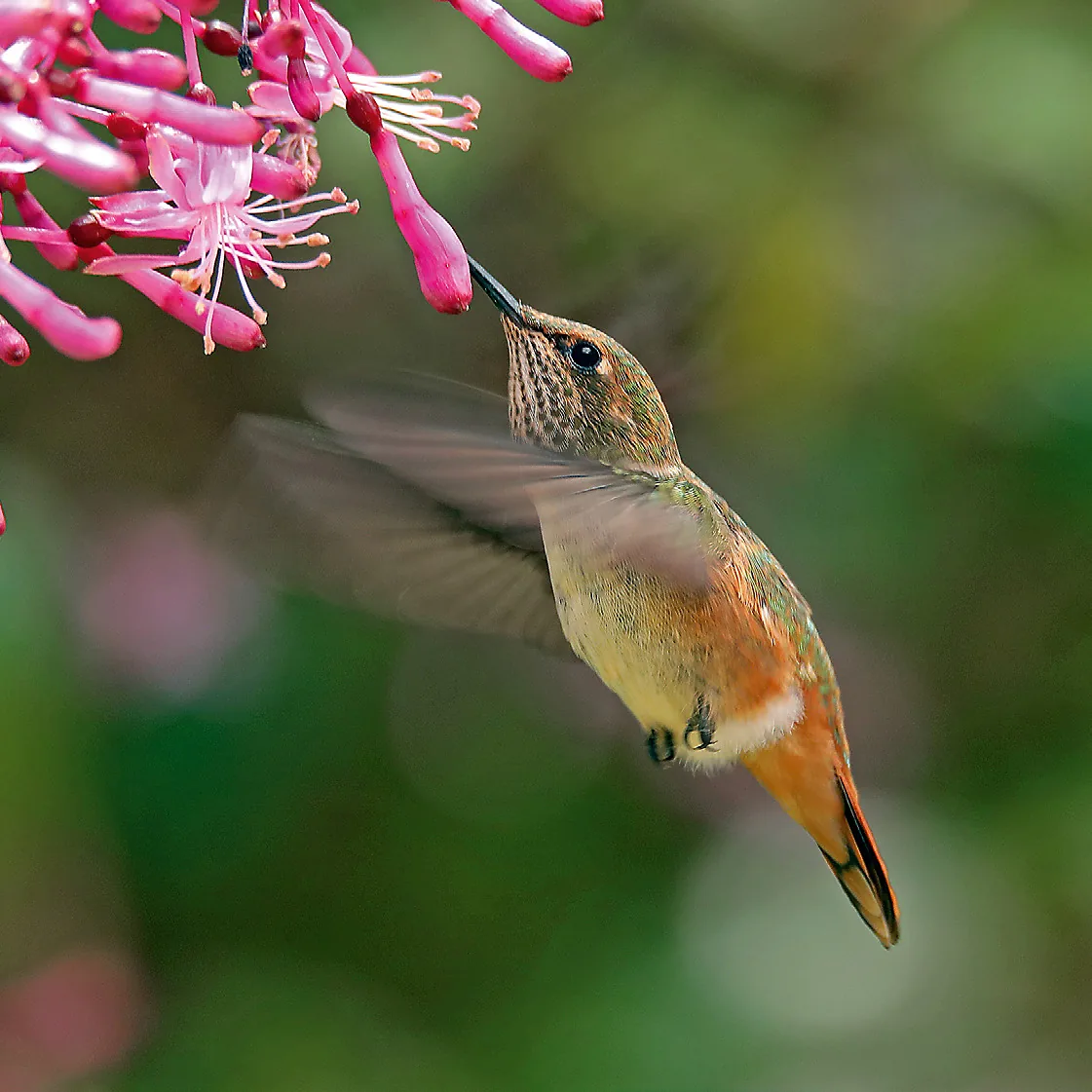 Vogelparadies: Einen Kolibri aus nächster Nähe in der freien Natur beobachten – ein unvergessliches Erlebnis.