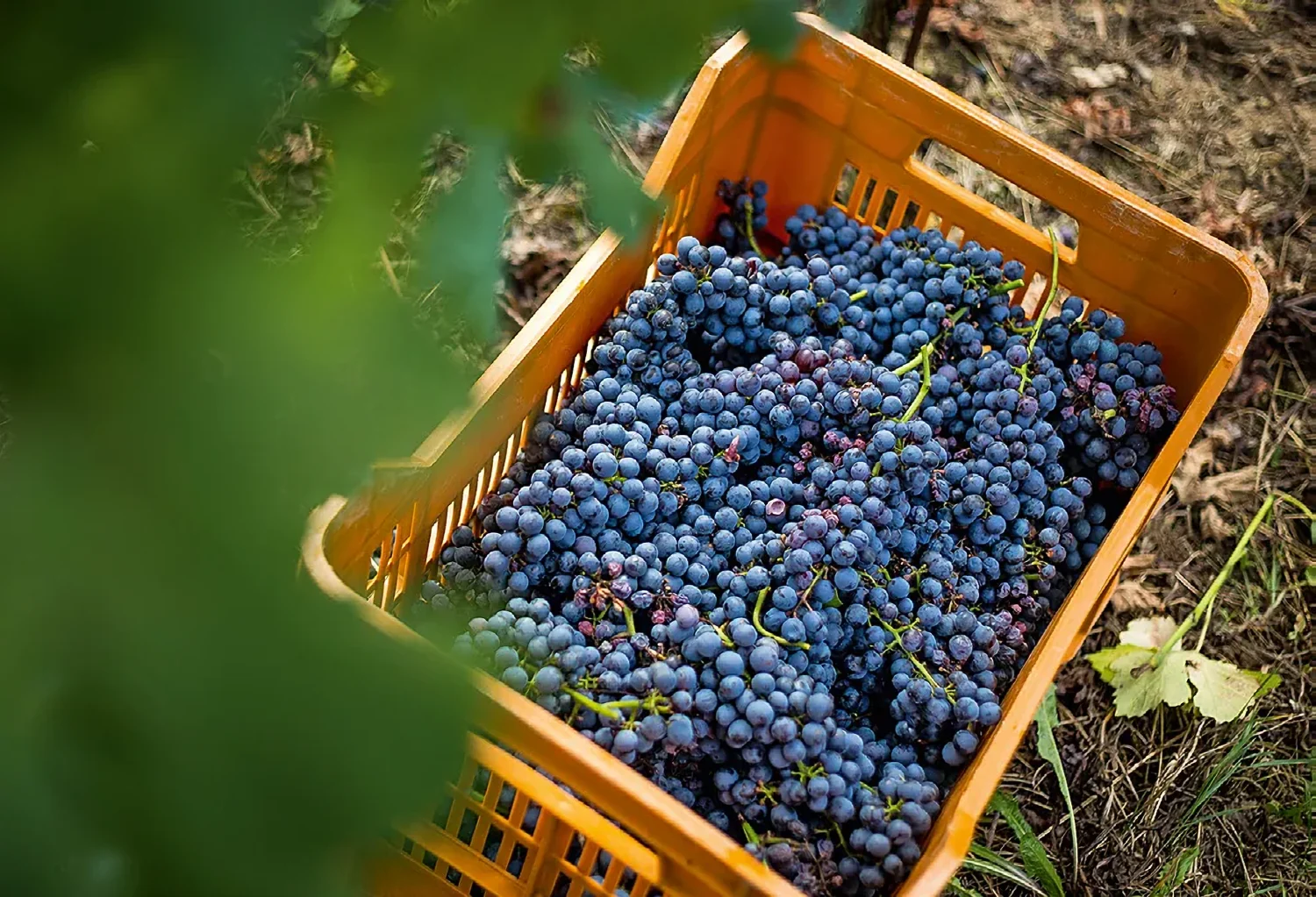 Ripe Nebbiolo grapes.