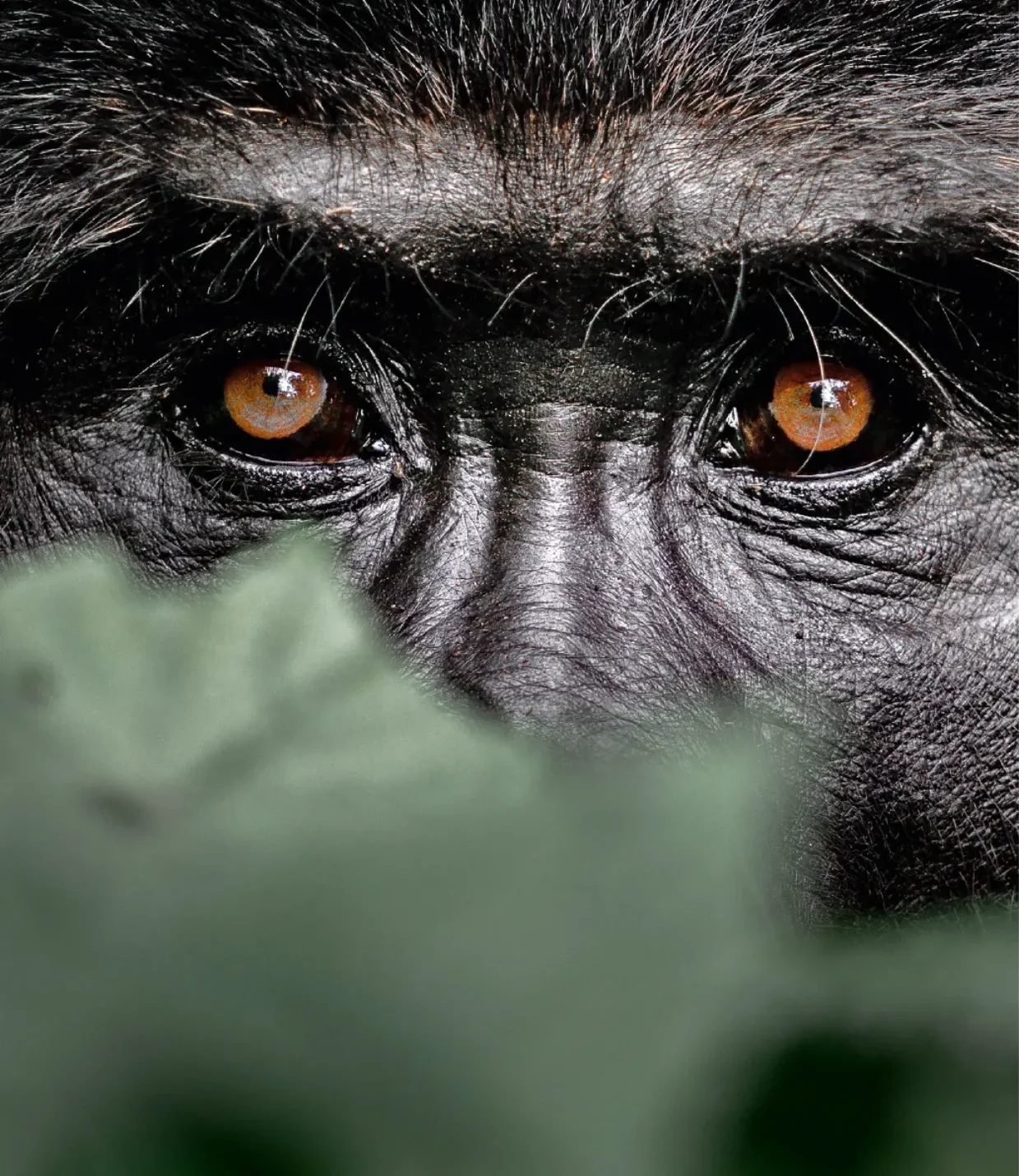 «Hide & Seek»: a mountain gorilla in the Bwindi rainforest. Photo: Brice-Henri Tribollet