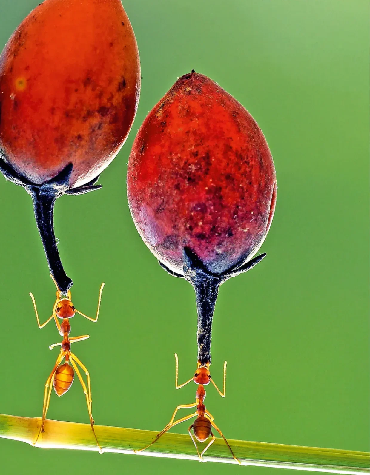 A red-ant feat of strength: they move 30 to 40 times their own body weight. Photo: Ridho Arifuddin / Solent News