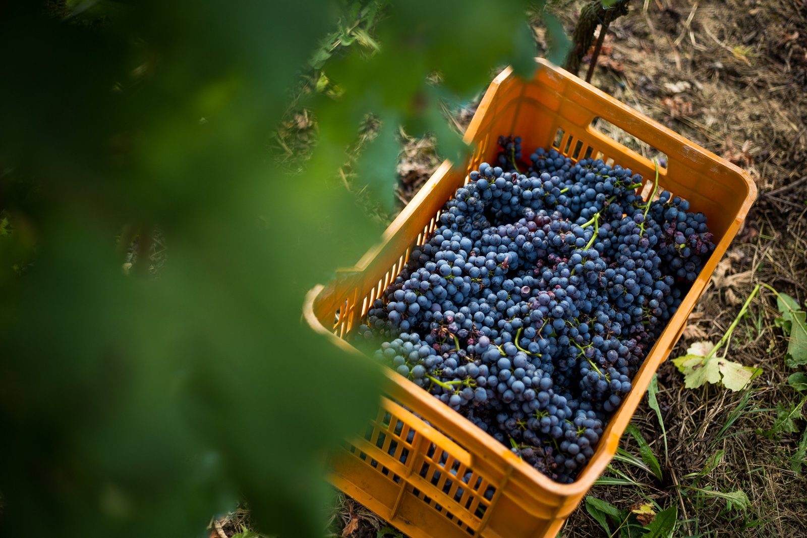 Cassetta di uve nebbiolo appena vendemmiate in vigna